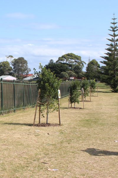 Randwick Tree Artwork11