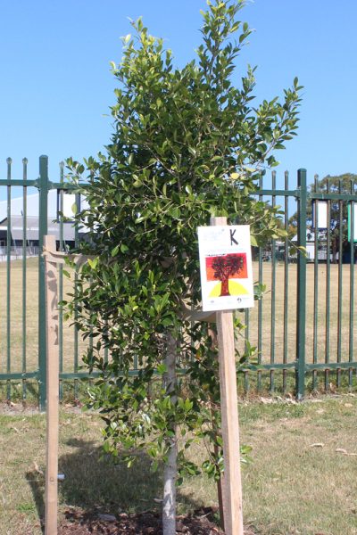 Randwick Tree Artwork13
