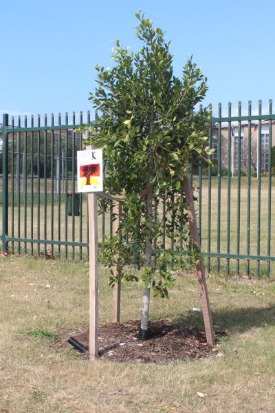 Randwick Tree Artwork7