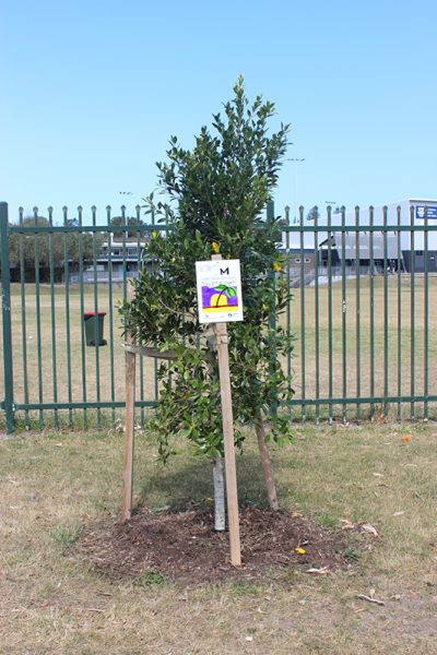 Randwick Tree Artwork8