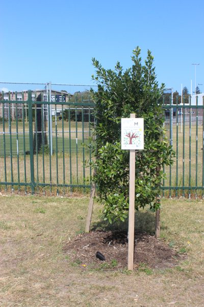 Randwick Tree Artwork9